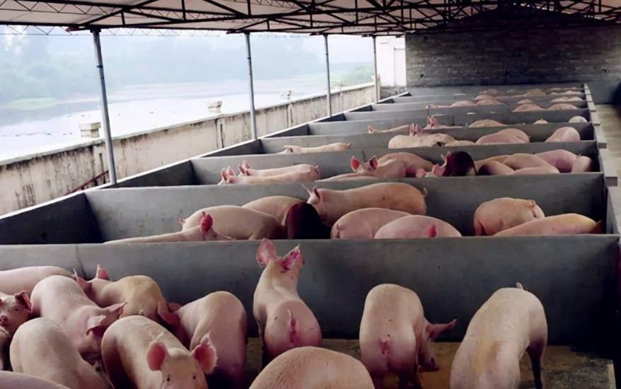 養(yǎng)豬污水處理設(shè)備包含哪些,教你選購適合的養(yǎng)殖污水處理設(shè)備 養(yǎng)豬污水處理設(shè)備包含哪些,教你選購適合的養(yǎng)殖污水處理設(shè)備